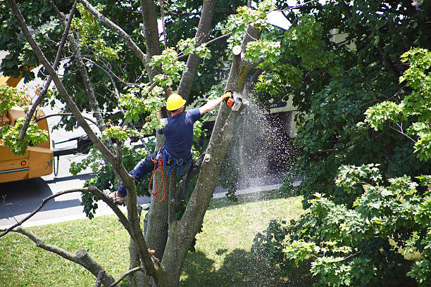 Best Tree Mulching  in Han, GA