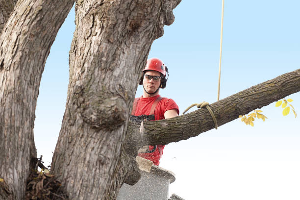 Best Tree Preservation Services  in Han, GA