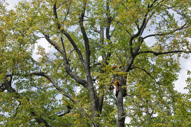 Best Commercial Tree Services  in Han, GA